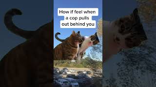 Just be chilling too #dailymemes #dailyfunny #funnyvideos #funnyy #funnymoments #funnyshorts
