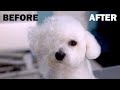 Beautiful dog grooming bichon frise hairstyle transformation