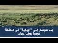 بدء موسم جني البيقية في منطقة كوجرا بريف ديرك 
