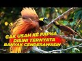 GAK HANYA DI PAPUA, DI JAKARTA JUGA BISA LIHAT CENDERAWASIH BERANAK PINAK DENGAN BEBAS