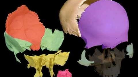 Cranial motion colored bones 21 sec movie