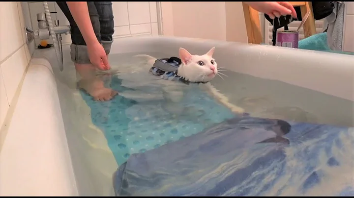 Watch the video about Cats First Swimming Training with Life Vest || Katzen Erstes Schwimm-Training mit Schwimmweste