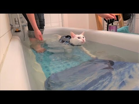 cats-first-swimming-training-with-life-vest-||-katzen-erstes-schwimm-training-mit-schwimmweste