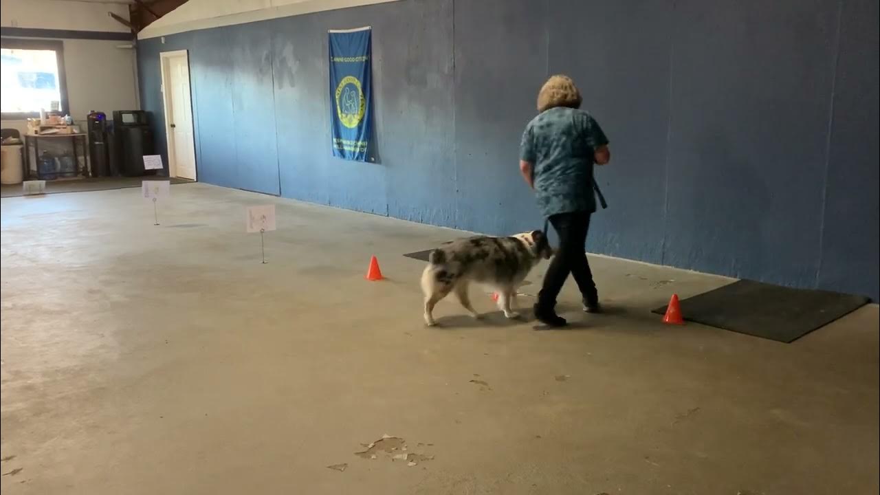 Sherri hazel akc virtual rally intermediate course 1 youtube