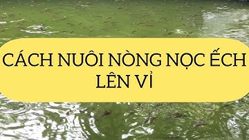 Cách nuôi nòng nọc ếch, giống ếch con | Nòng nọc ếch