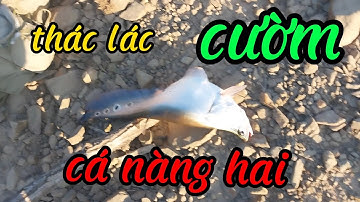 @câu cá thác lác cườm thiên nhiên