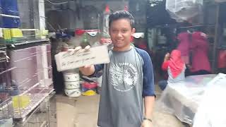 Harga burung love bird di graha mbrk (082111043407)