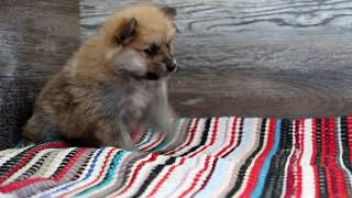 Meet Chester the Pomeranian Puppy! Reference Number 204441-02