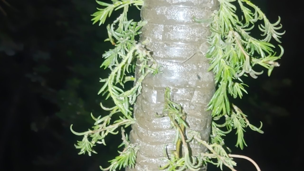 लक्ष्मण बूटी को 💯💯💯💯 यूनिक तरीके से कैसेलगे 💯💯💯🇮🇳 फ्री में लगाने सीखे 💯 जरूर देखें