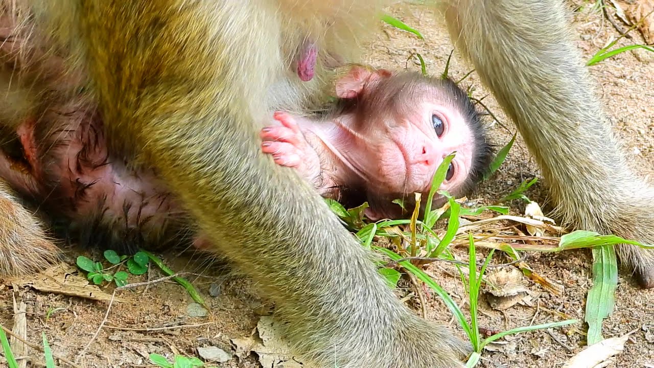 Mom Olivia Places Baby Olala Gently on the Ground to Rest 🌿💛