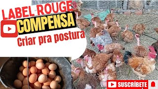 Será Que Compensa Criar Galinhas De Dupla Aptidão Label Rogue, Cris Cendre, Carijó E Etc