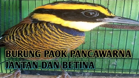 Cara membedakan burung PAOK pancawarna jantan dan betina