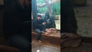 Huge gorilla Jelani swiping through pictures on man's phone!! Louisville Zoo