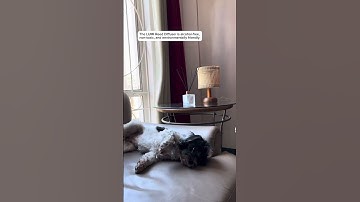 Pet friendly Reed Diffuser