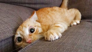 Funniest Animals 😄 New Funny Cats and Dogs Videos 😹🐶