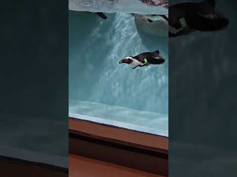 Adorable Little Penguin