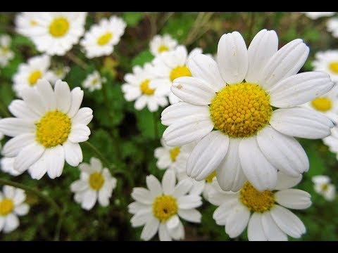 Vidéo: Camomille inodore : une description de l'espèce où se trouve la plante et comment la traiter