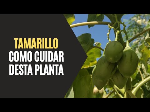 Vídeo: Tamarillo Tomato Tree Care - Informações sobre o cultivo de tomates arbóreos