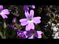 Alpenbalsam - ein seltenes Alpenblümchen