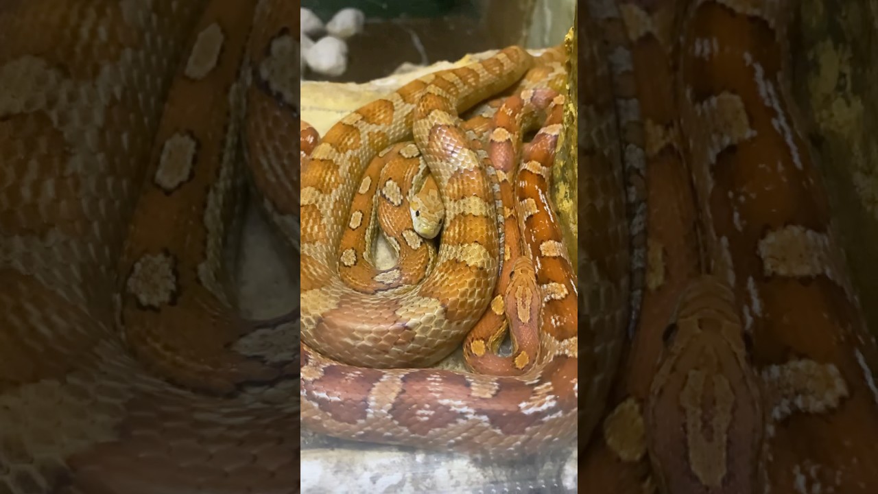 “Do You Have a Fear of Snakes? Then This Video Will Give You Chills!” 