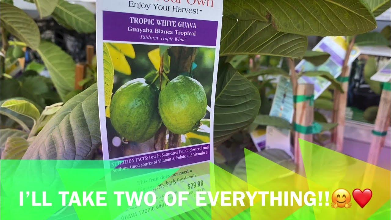 Tropical Fruit Trees at Lowes! You can grow homegrown fruit//Blissful