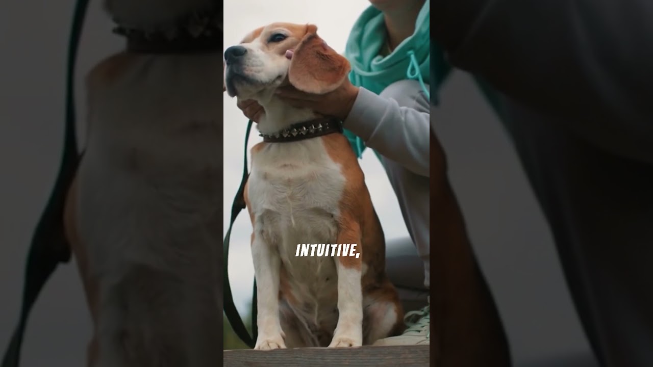 Most Loyal Pets in the World  | Paw Safari