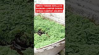 Media Tanam Azolla di Baskom Lumpur Sawah Sesuai Habitat Aslinya