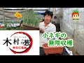 プランターで小ネギを無限収穫【家庭菜園】