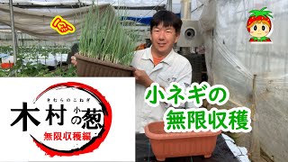 プランターで小ネギを無限収穫【家庭菜園】