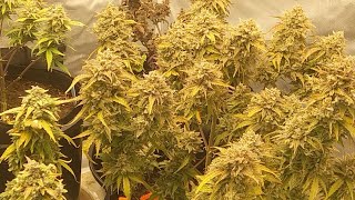 Okie Grow Show