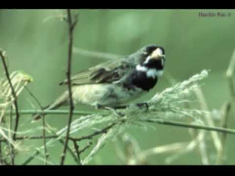 Canto Para Esquentar Coleiro Para Baixar Piado De Coleiro Corrido Para Esquentar Coleiro Youtube