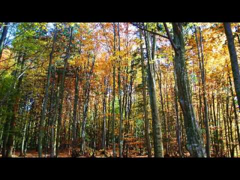 In Spite Of Everything... Video