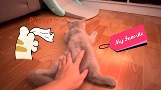 My Favorite Kitten by Raven’s Cattery 147 views 2 months ago 4 minutes, 6 seconds