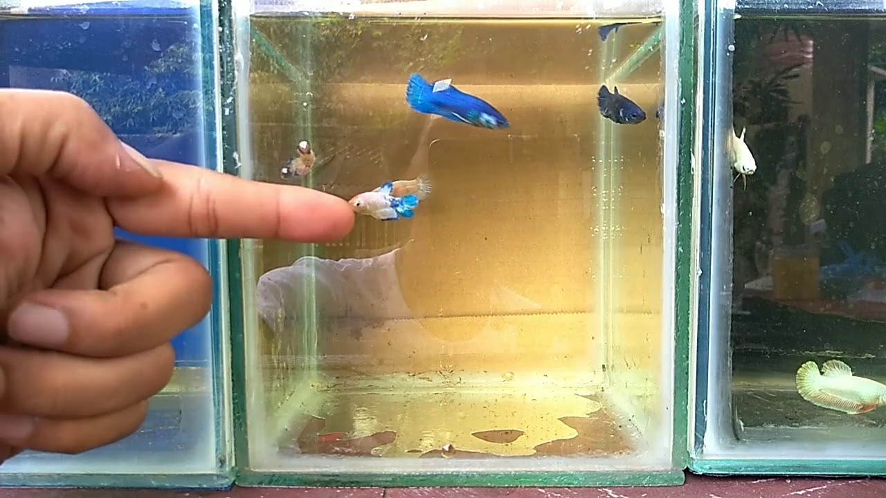 Ikan cupang hasil persilangan Bluerim, Koi, Red Dragon, Black samurai