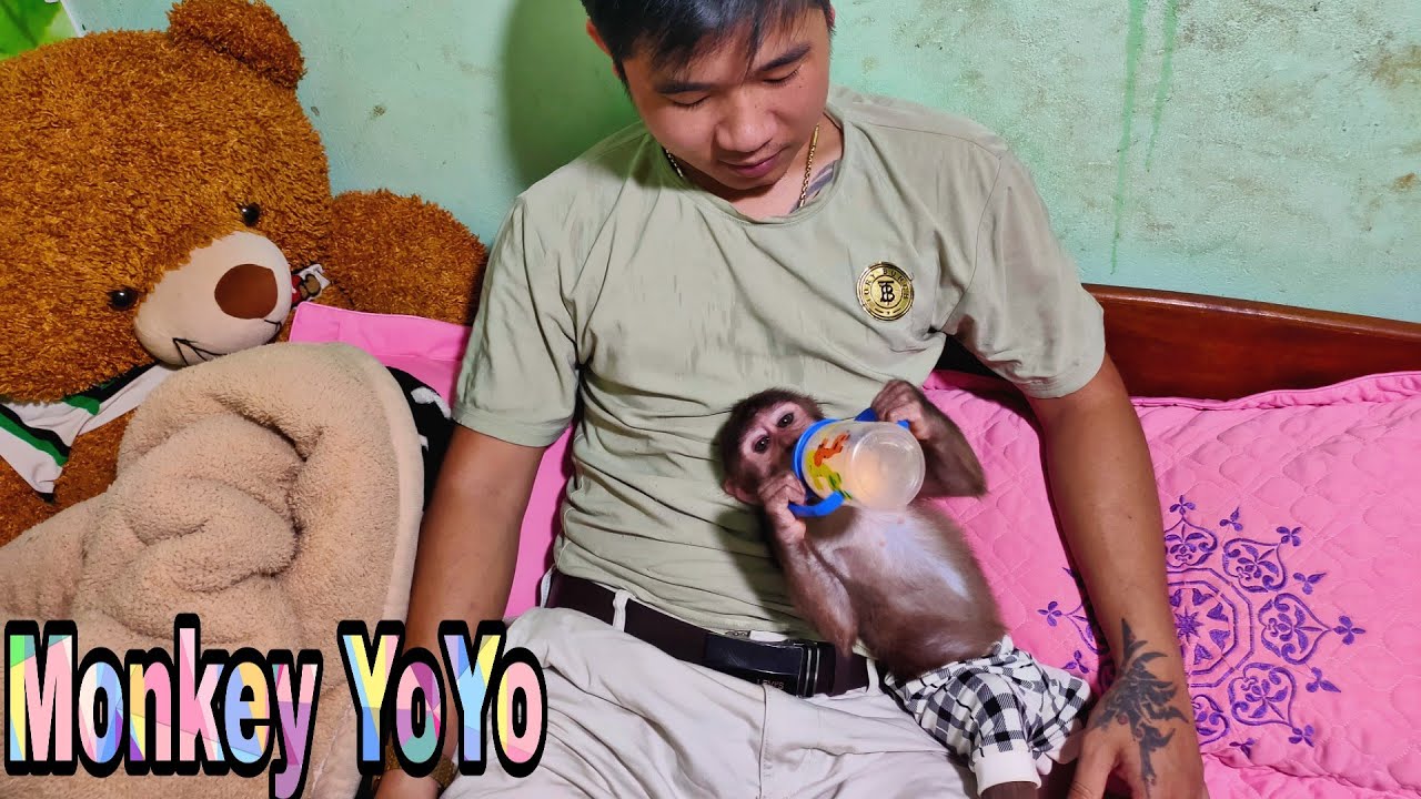 Monkey YoYo JR and Dad are playing fun together Monkey Baby YoYo YouTube