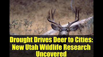 Drought Drives Deer to Cities: New Utah Wildlife Research Uncovered