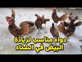 🥚🔥 "أقوى علاج يخلي دجاجك يبيض ضعف الإنتاج في الشتاء.. خبرة المربين الكبار!"