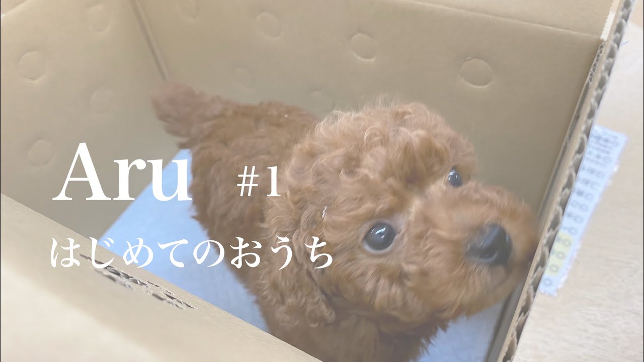 子犬 初お迎え】トイプードルをおうちに迎えた日。ご飯食べて寝んねし