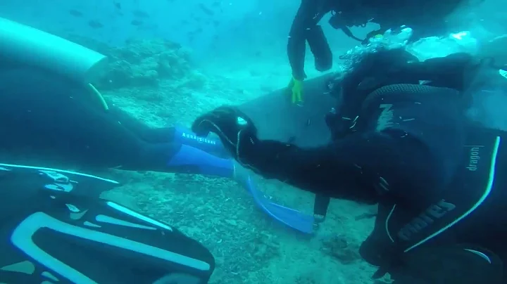 Tiger Shark Almost Bites Off Divers Leg