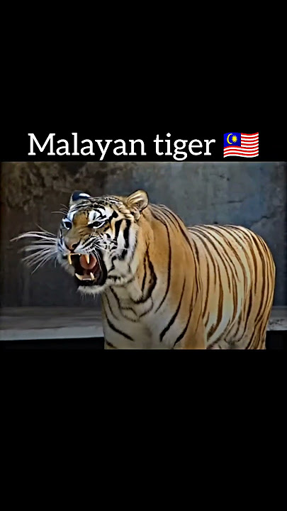 Tiger subspecies from different countries #viralvideo