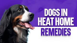 Dogs In Heat Home Remedies by OurFitPets 543 views 1 year ago 3 minutes, 29 seconds