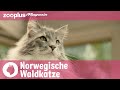 Norwegische Waldkatze: Alles über die schöne Langhaarmieze