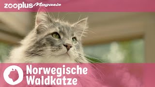 Norwegische Waldkatze: Alles über die schöne Langhaarmieze