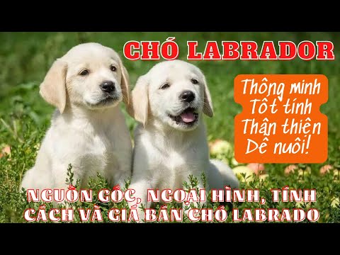 Video: Bạn có biết sự khác biệt giữa chó tha mồi Labrador của Anh và Mỹ không?