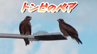 トンビのつがいを観察してみた。 ペア カップル 猛禽類 鳶 トビ 旋回 A 