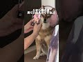 胡麻柴花さんに隠された秘密…#柴犬