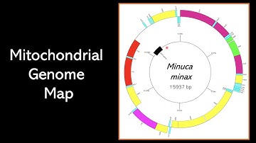 Minuca minax mitochondrial genome | Isabelle Conrad