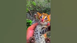 This man found a very unique cat and took care of it.