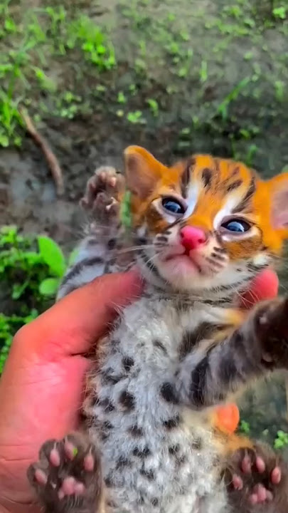 This man found a very unique cat and took care of it.