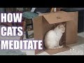 Funny Cat Lady Pictures